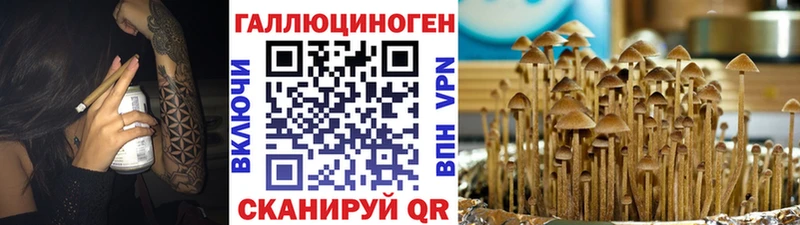 купить наркотик  Купино  Псилоцибиновые грибы Magic Shrooms 